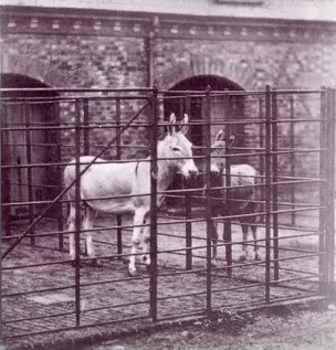 Equus hemionus hemippus (Syrian wild ass, Syrian onager, Assyrian